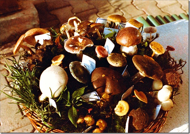 1985 24 versch. essbare Pilzsorten-384